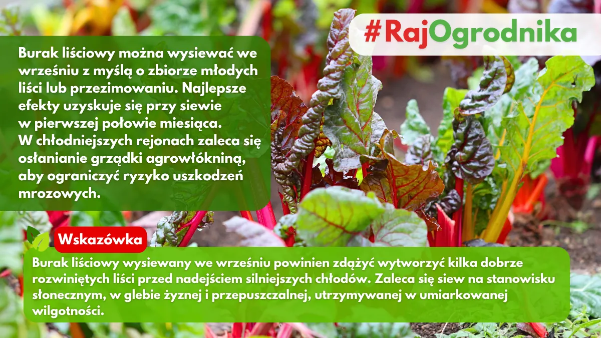 Czy można wysiewać buraki liściowe we wrześniu blog sklep rajogrodnika